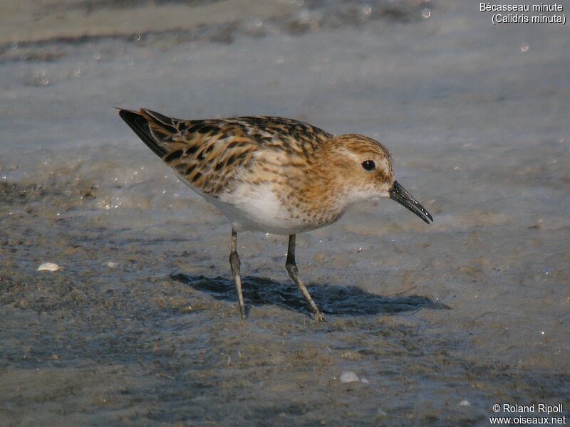 Little Stintadult breeding