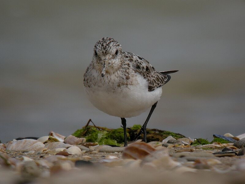 Bécasseau sanderling