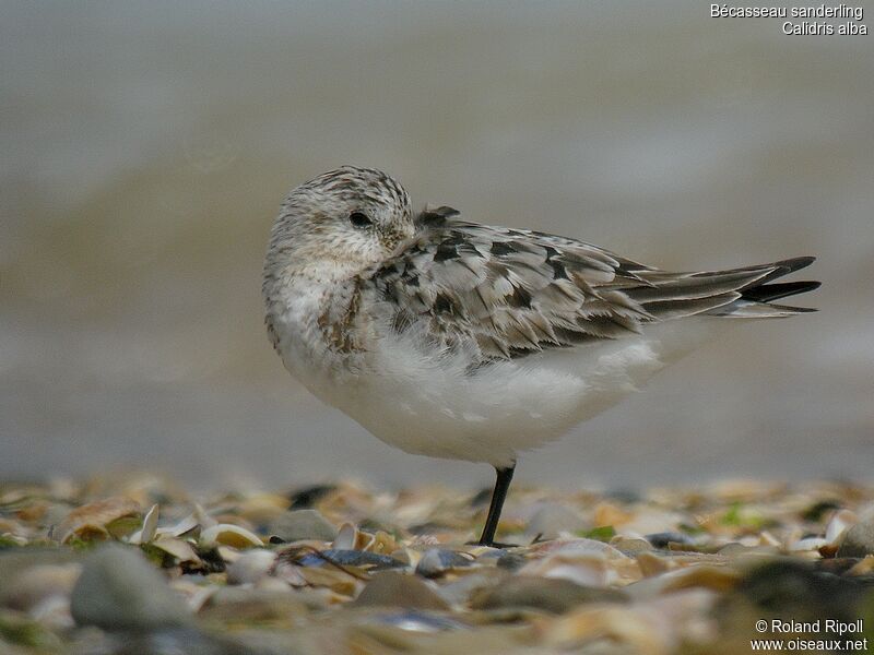 Sanderling