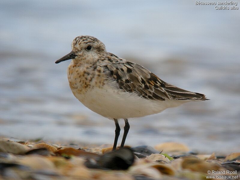 Bécasseau sanderling