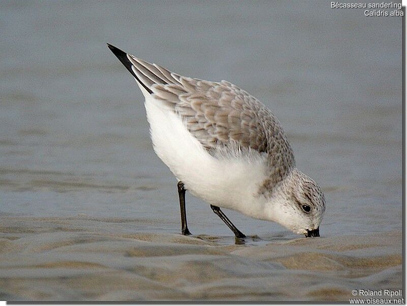 Sanderling