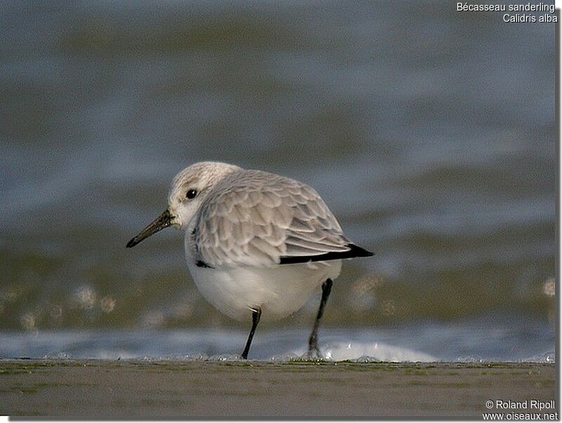 Sanderling