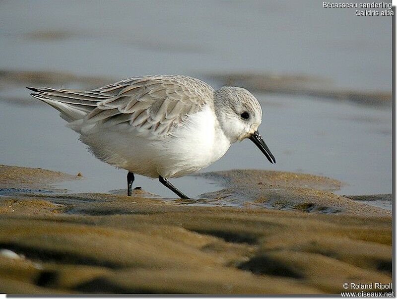 Sanderling