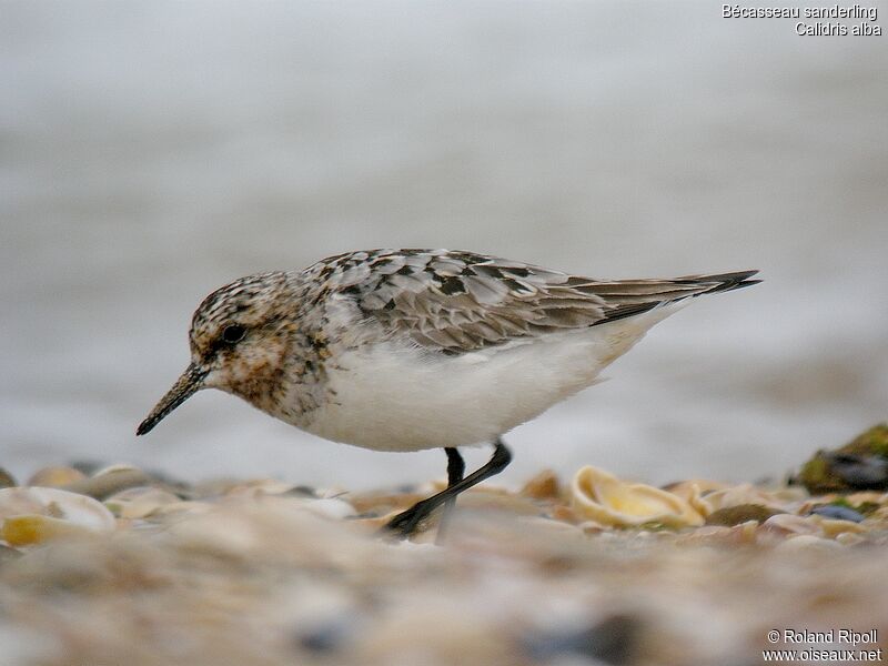 Bécasseau sanderling