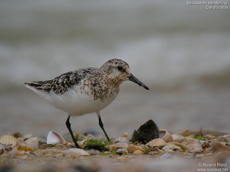 Bécasseau sanderling