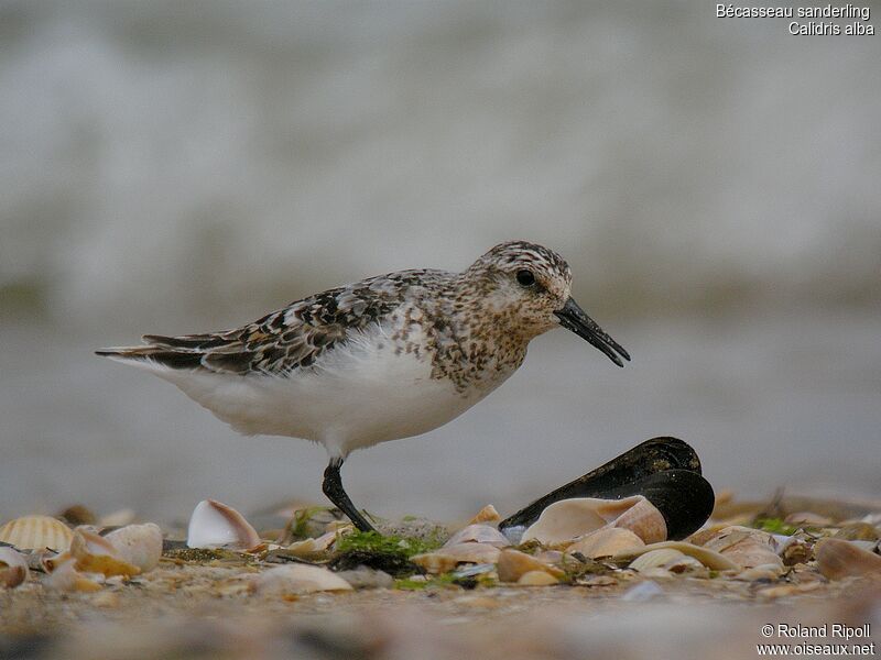 Sanderling