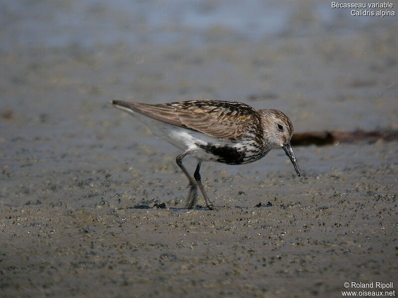 Bécasseau variable