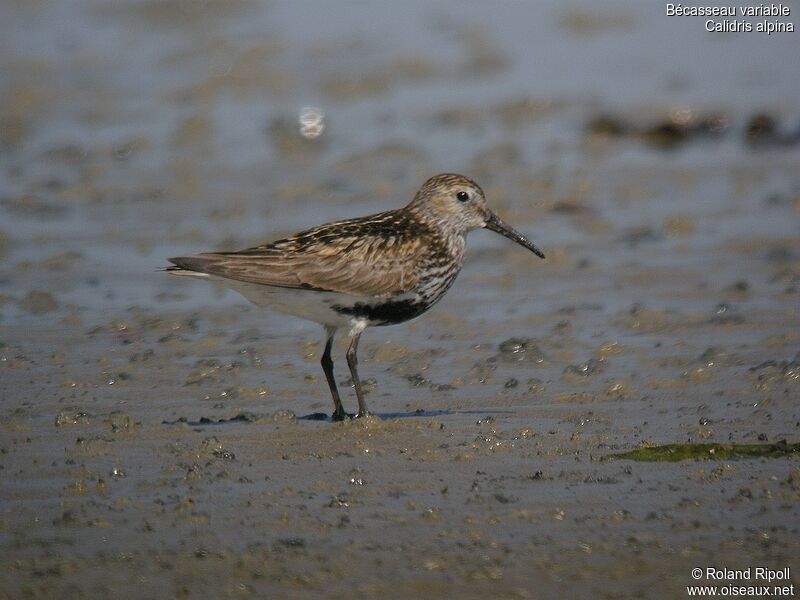 Bécasseau variable