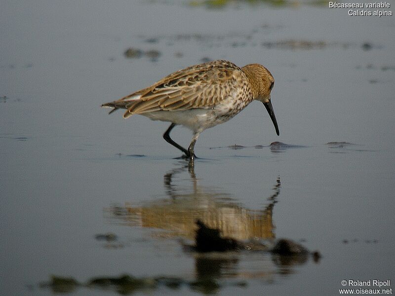 Dunlin