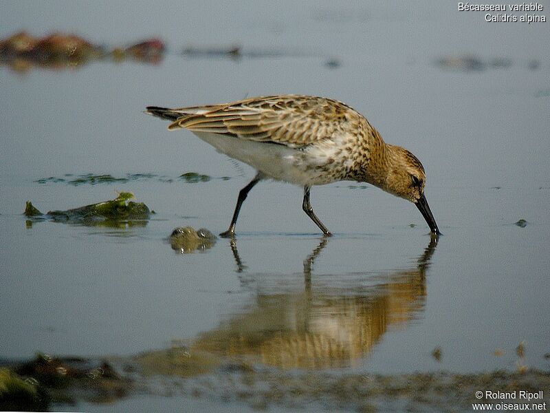 Dunlin