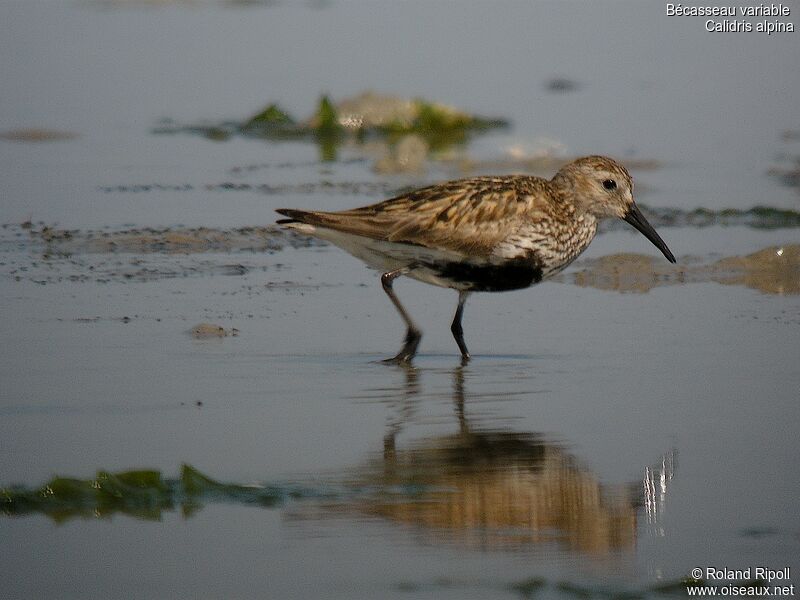 Dunlin