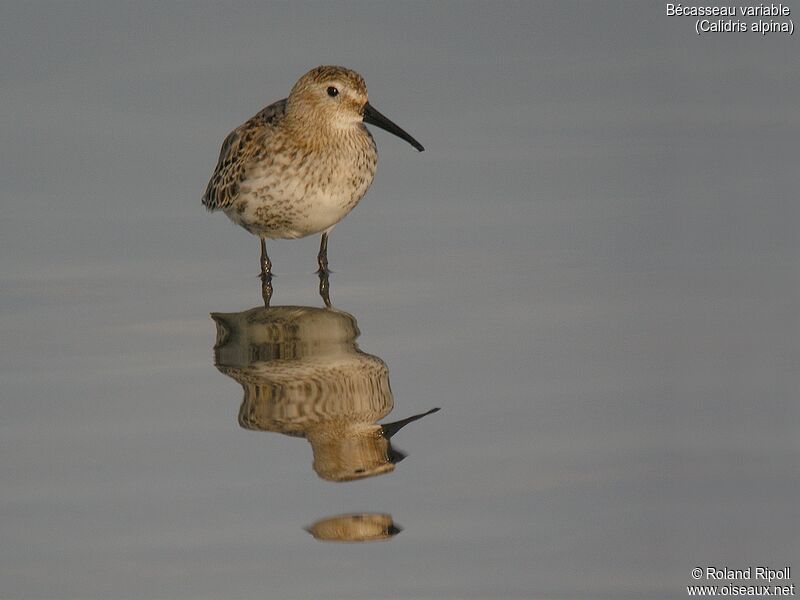 Dunlinadult post breeding