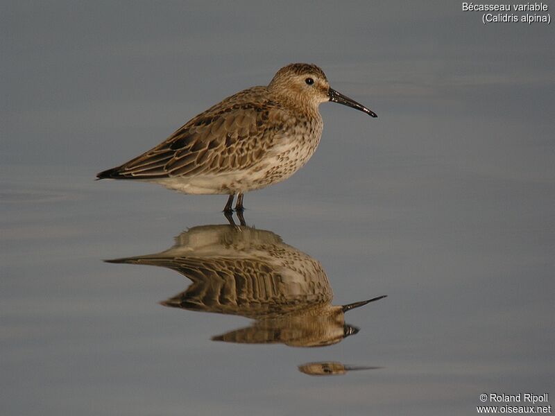 Dunlinadult post breeding