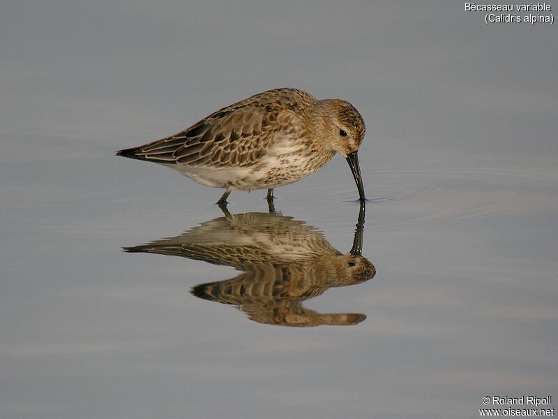 Dunlinadult post breeding