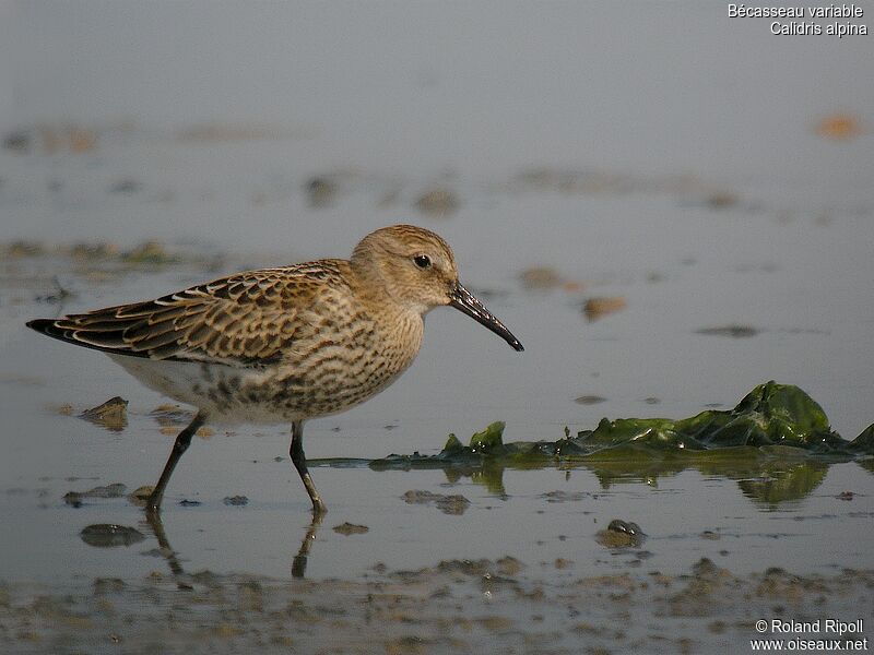 Dunlin