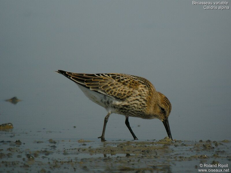 Bécasseau variable