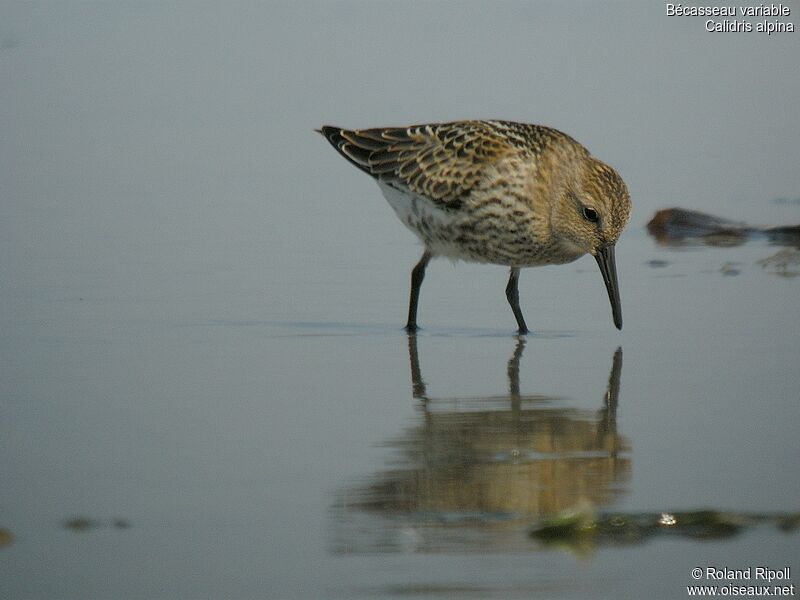 Bécasseau variable