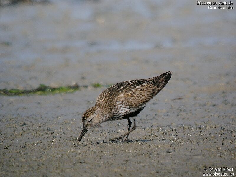 Bécasseau variable