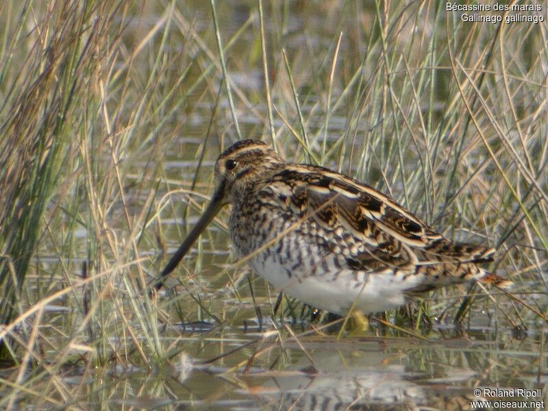 Common Snipeadult post breeding