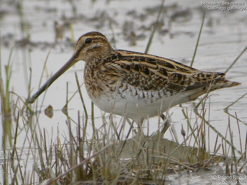 Common Snipeadult