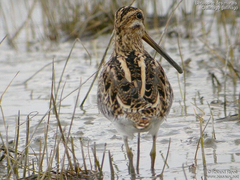 Common Snipeadult