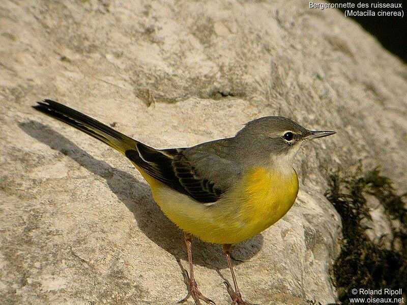 Grey Wagtail