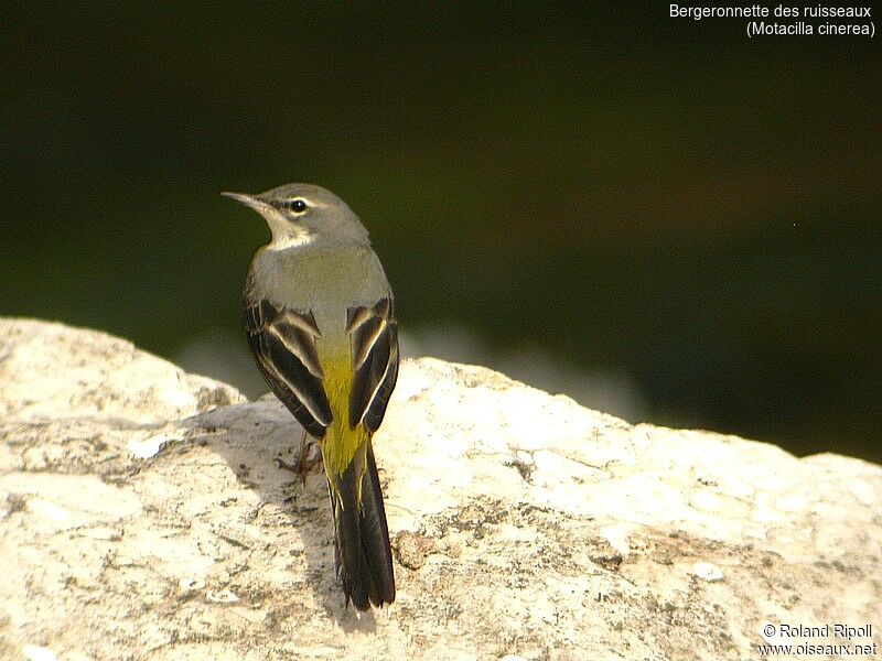 Bergeronnette des ruisseaux