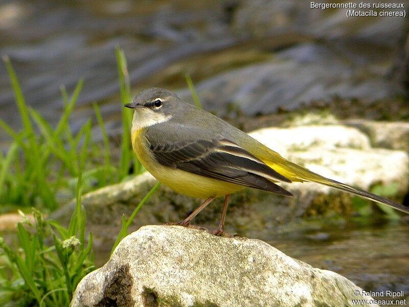 Grey Wagtail