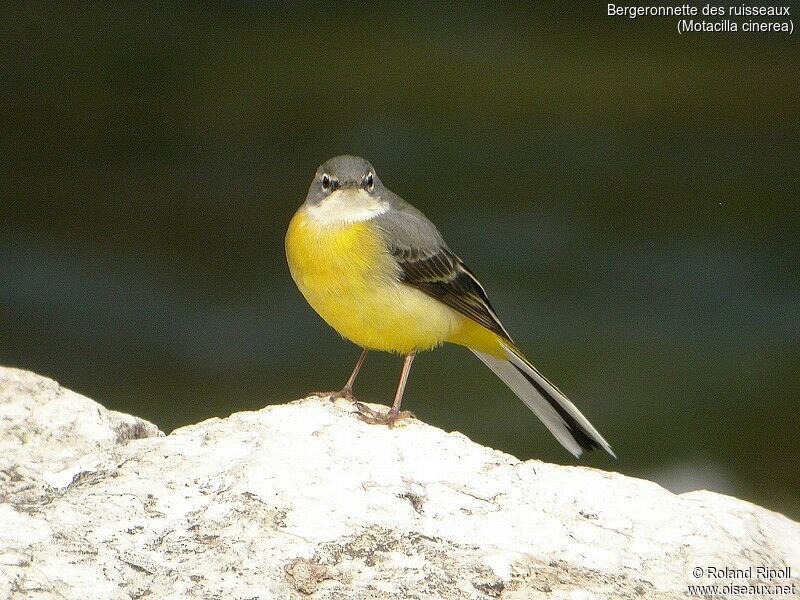 Grey Wagtail