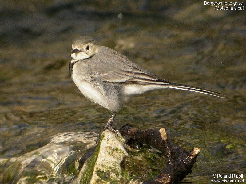 White Wagtail