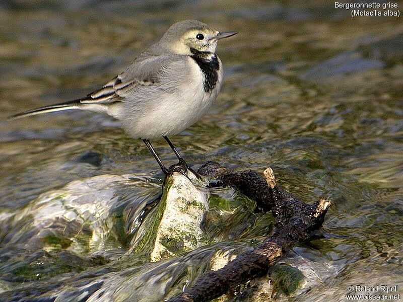 White Wagtail