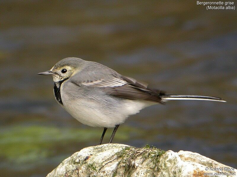 White Wagtail