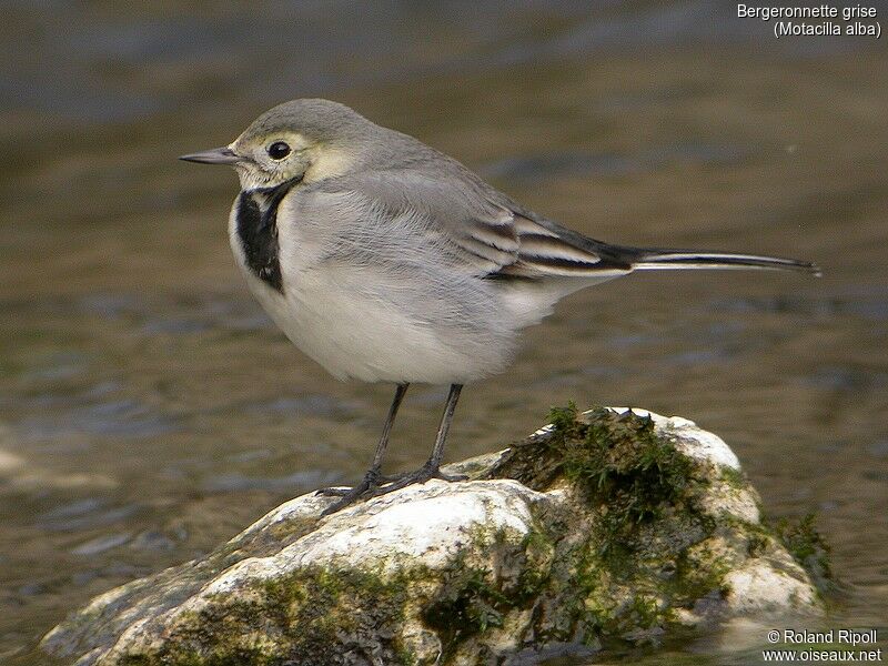 White Wagtail