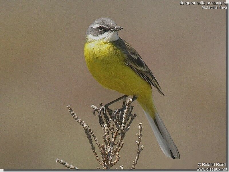 Western Yellow Wagtailadult breeding