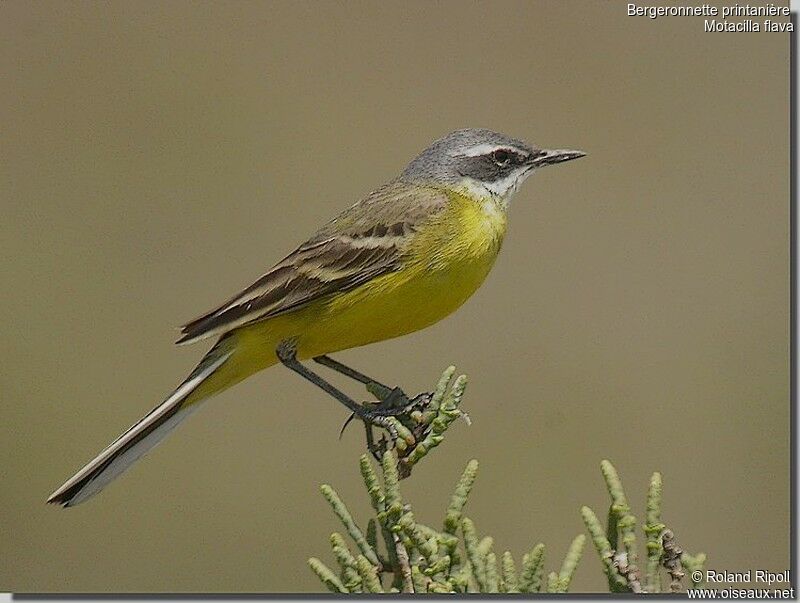 Western Yellow Wagtailadult breeding