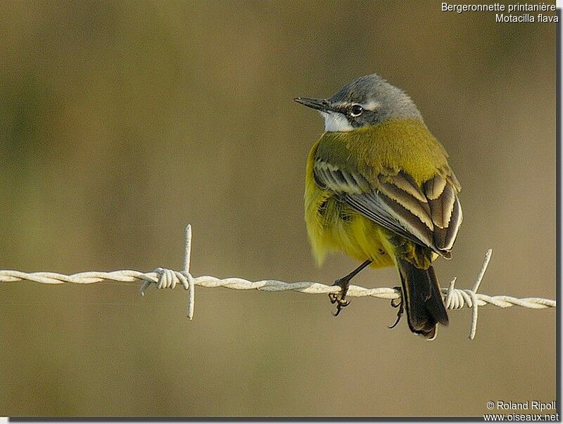 Western Yellow Wagtailadult breeding