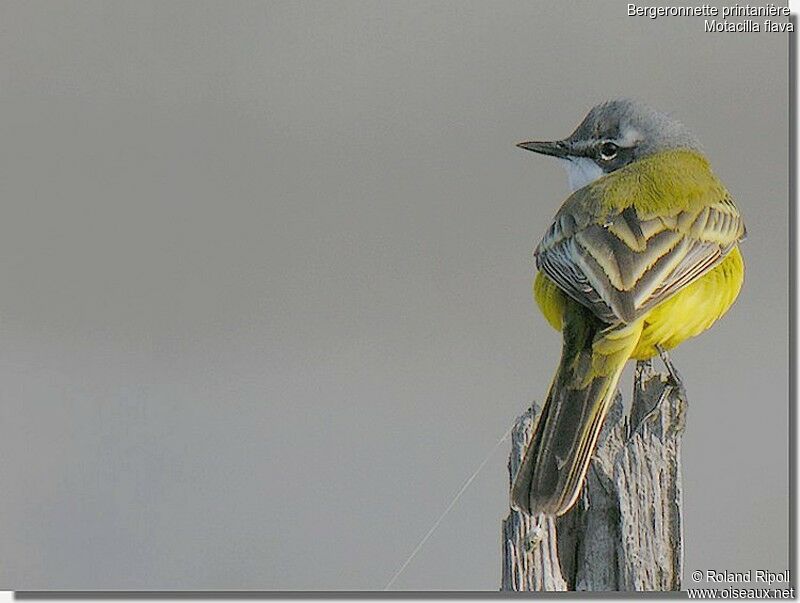 Western Yellow Wagtailadult breeding