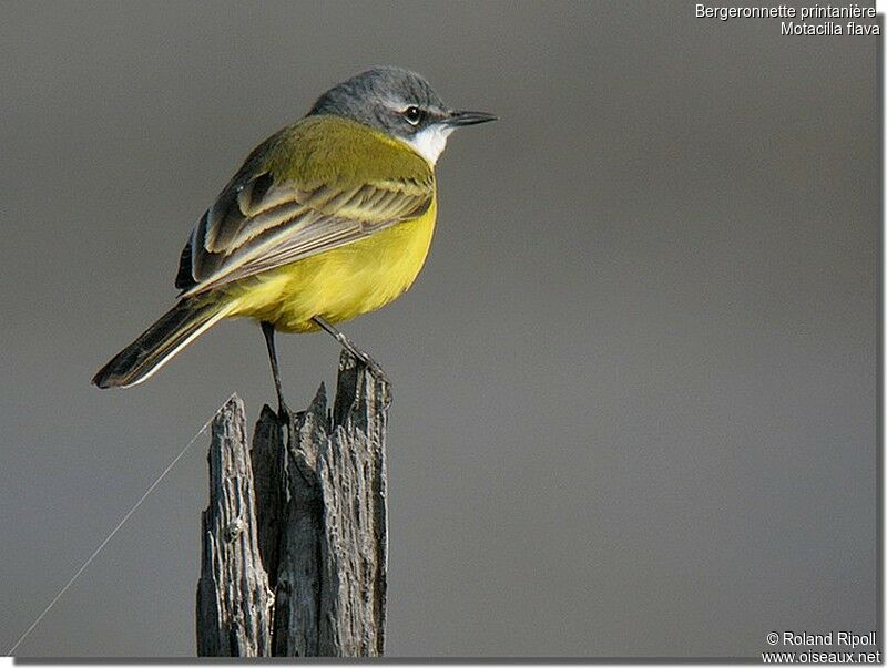 Western Yellow Wagtailadult breeding