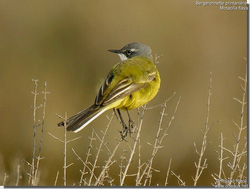 Western Yellow Wagtailadult breeding