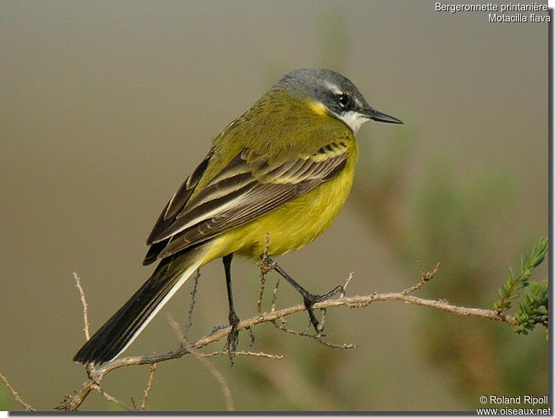 Western Yellow Wagtailadult breeding