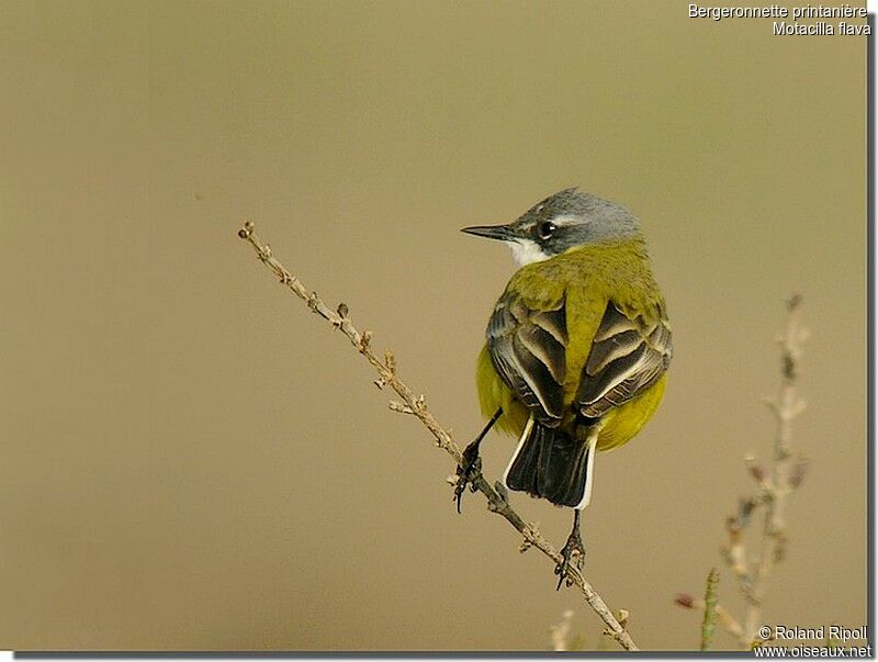 Western Yellow Wagtailadult breeding