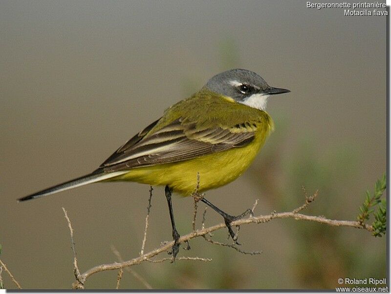 Western Yellow Wagtailadult breeding