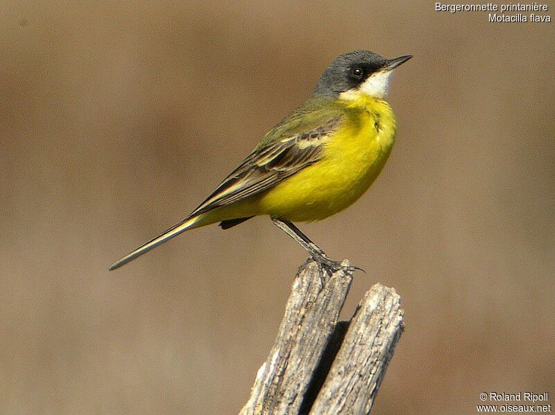 Western Yellow Wagtailadult breeding