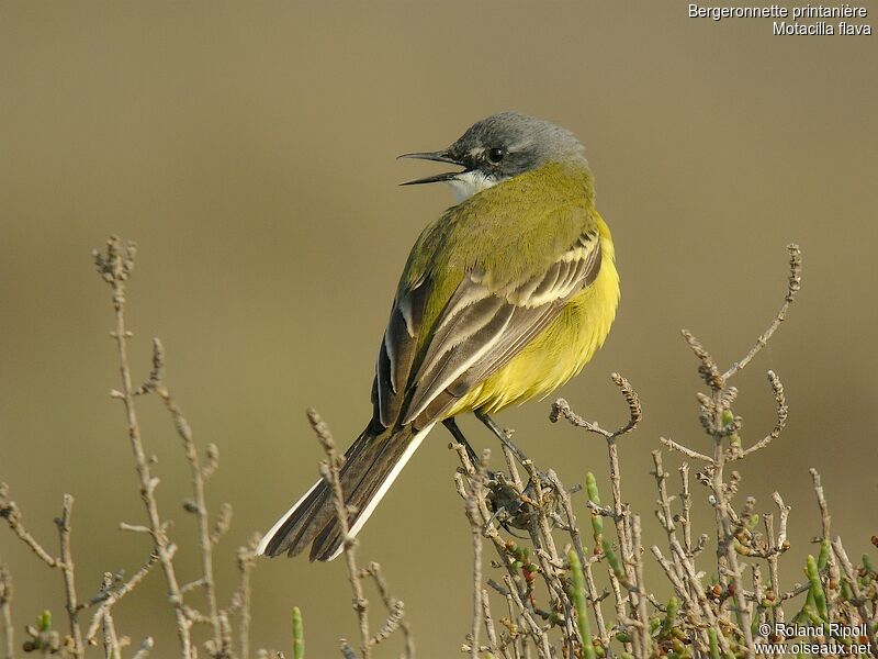 Western Yellow Wagtail male adult breeding