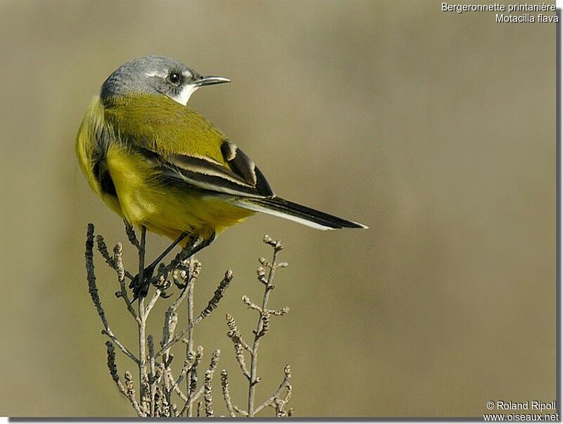 Western Yellow Wagtail male adult breeding