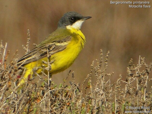 Western Yellow Wagtailadult breeding