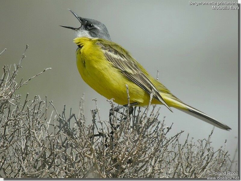 Western Yellow Wagtailadult breeding