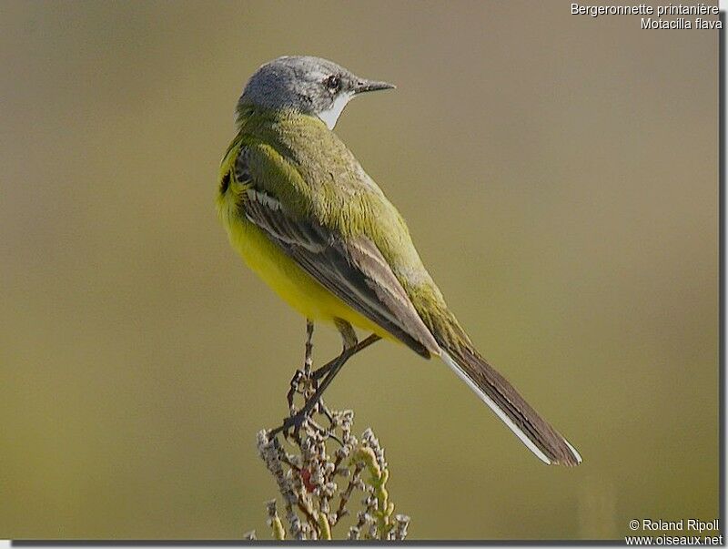 Western Yellow Wagtailadult breeding