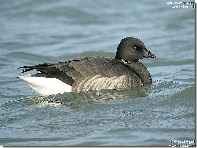 Brant Gooseadult post breeding