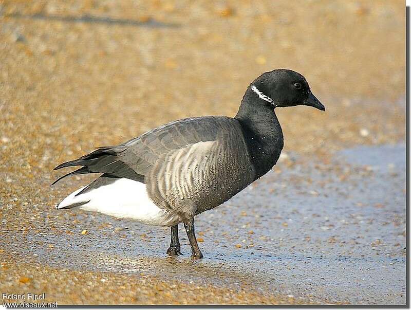 Brant Gooseadult post breeding, identification